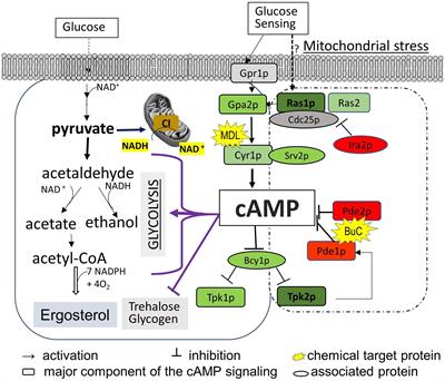 Mitochondrial Complex I Core Protein Regulates cAMP Signaling via Phosphodiesterase Pde2 and NAD Homeostasis in Candida albicans